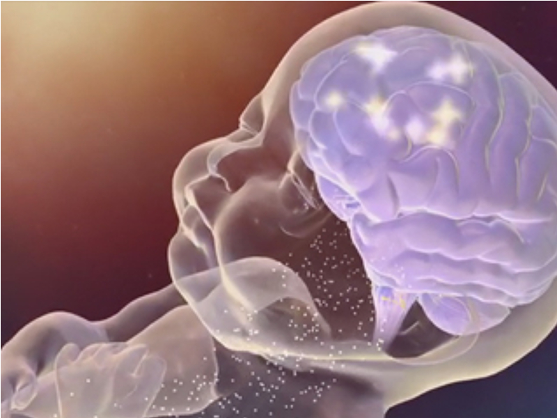 ¿Existe actividad en el cerebro antes de nacer?